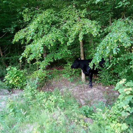 Sloneczna Polana Magdalenka Orman Evi