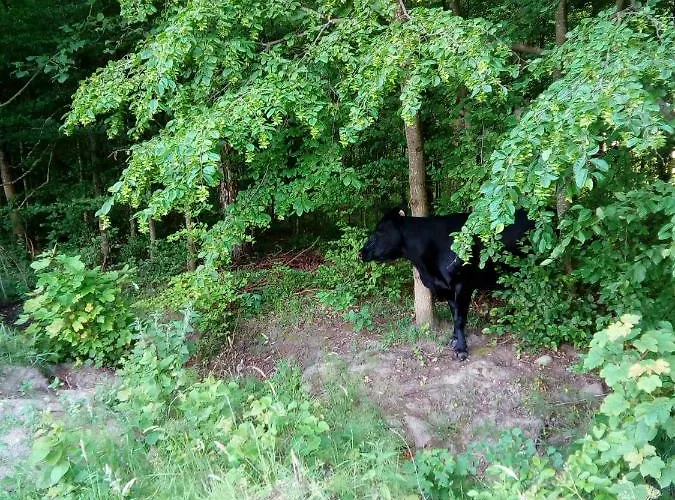 Sloneczna Polana Magdalenka بيت خشبي